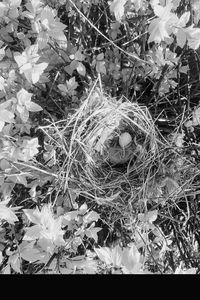 Close-up of bird on plant