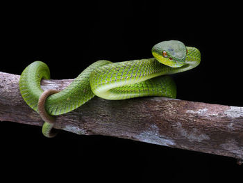 Close-up of snake on branch against black background