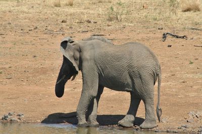 Side view of elephant standing on land