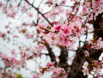 Close-up of pink cherry blossoms in spring