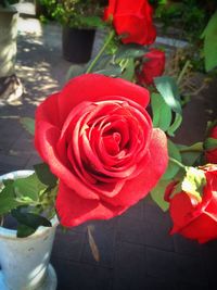 Close-up of red rose