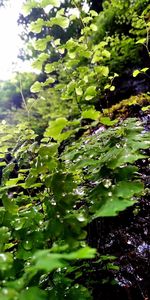 Close-up of water drops on leaves