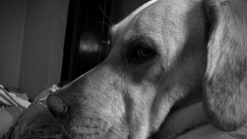 Close-up of dog relaxing at home