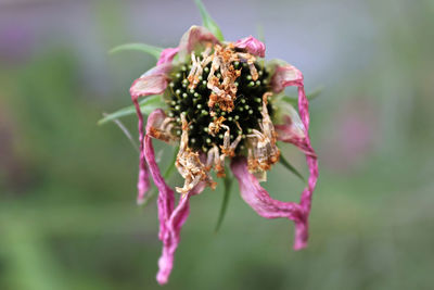 Close-up of wilted flower