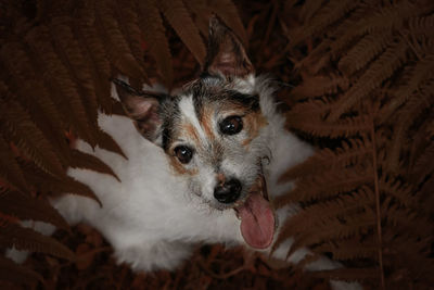 High angle portrait of dog at home