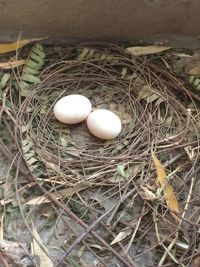 High angle view of eggs in nest