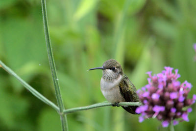 Hummingbird at rest