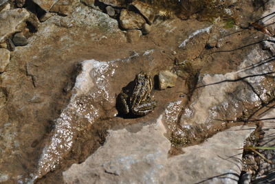 View of birds on rock