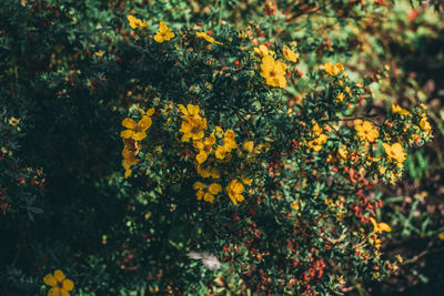 Close-up of yellow flowers