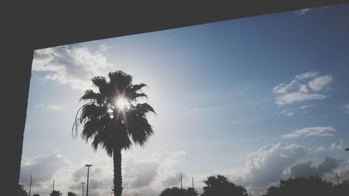 Low angle view of palm trees against sky