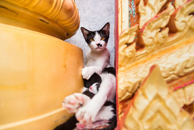 Cats sitting by statue