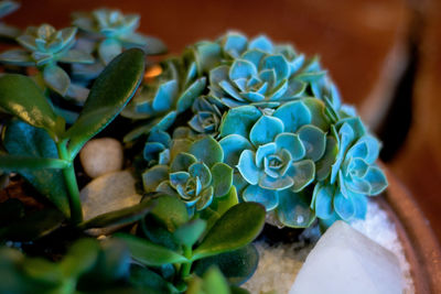 Close-up of succulent plant