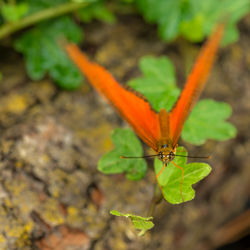 Close-up of insect on plant