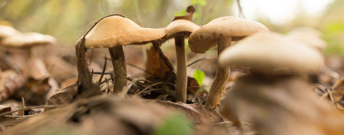 Close-up of mushroom growing on field