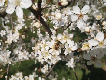 Close-up of cherry blossom tree