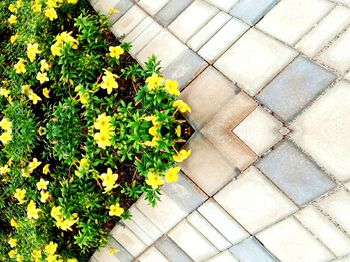 Close-up high angle view of yellow flowers