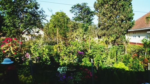 Plants growing in park