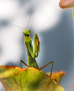 Praying mantis