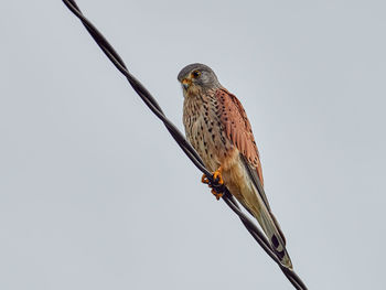 Low angle view of bird perching on a pole