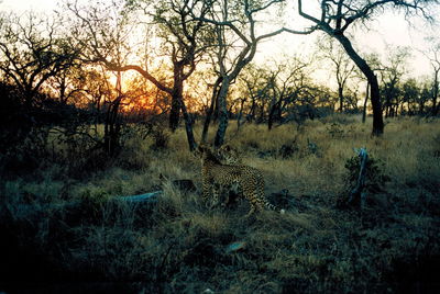 Bare trees on landscape at sunset