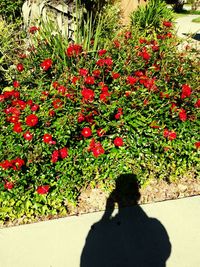 Close-up of red flowers