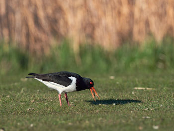 Side view of a bird on field