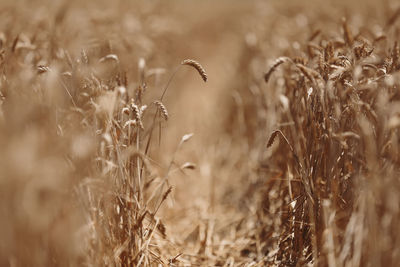 Close-up of wheat field