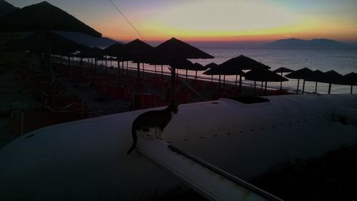 Cat on beach against sky during sunset