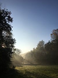 Trees on field against clear sky