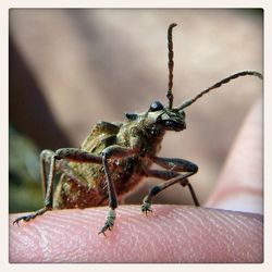 Close-up of insect