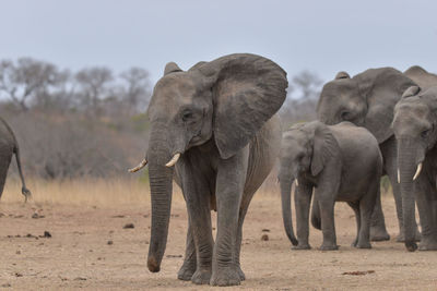 Elephant walking on a field