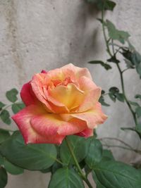 Close-up of rose flower