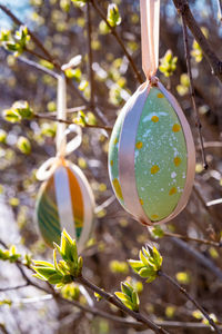 Close-up of flowering plant hanging from tree