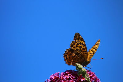 Butterfly on flower against blue sky