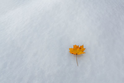 High angle view of maple leaves on snow covered land