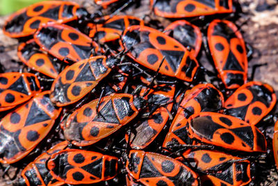 Close-up of butterfly