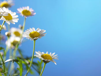 Close-up of daisy against blue sky