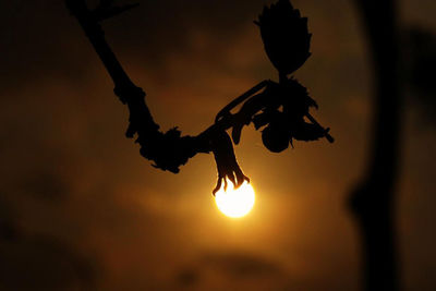 Close-up of plant against sunset