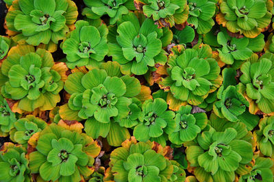 Full frame shot of leaves