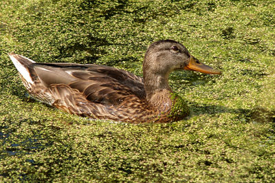 Side view of a mallard duck