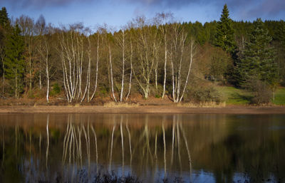 Scenic view of lake against trees in forest