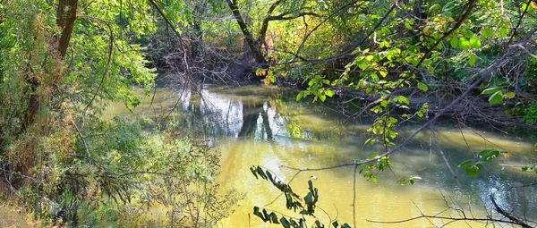 Scenic view of lake by trees in forest