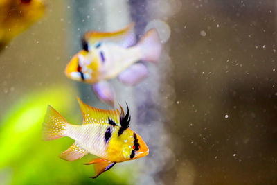 Close-up of fish swimming in aquarium