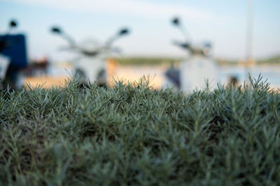 Close-up of grass on field by sea against sky