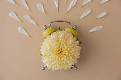 Close-up of yellow flower