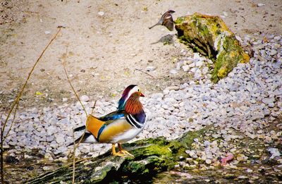 High angle view of birds on rocks