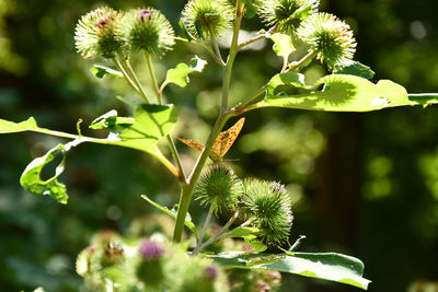plant