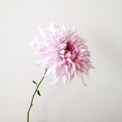 Close-up of pink flower blooming against white background