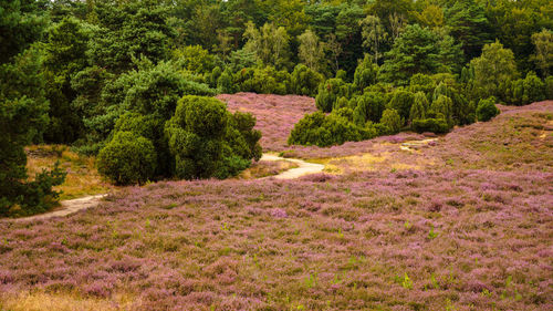 Pine trees in forest