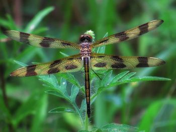 Close-up of dragonfly on plant